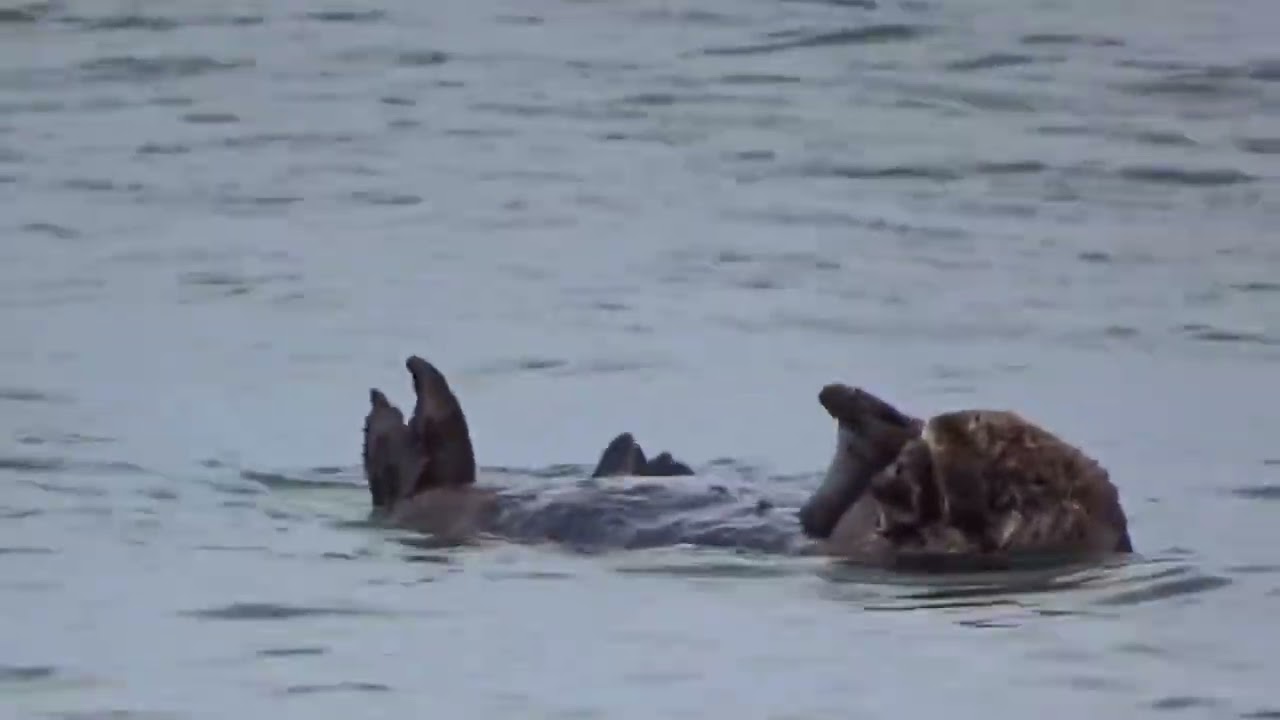 ノサップ岬のラッコ