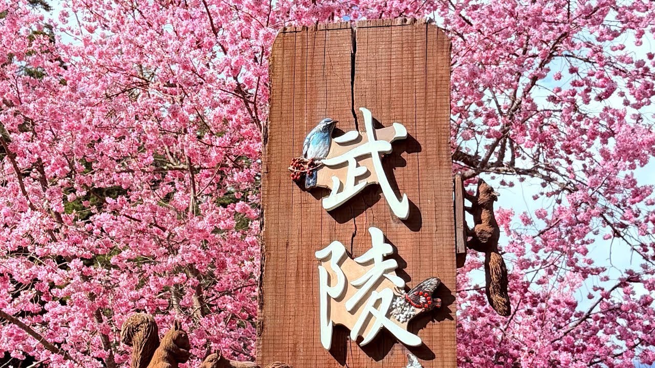2026 Feb.23武陵農場🌸