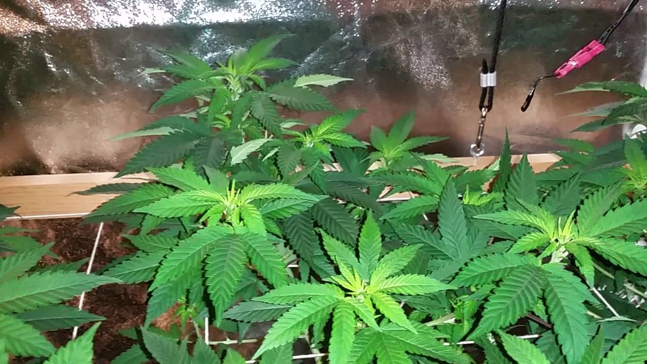 Mammoth P side by side