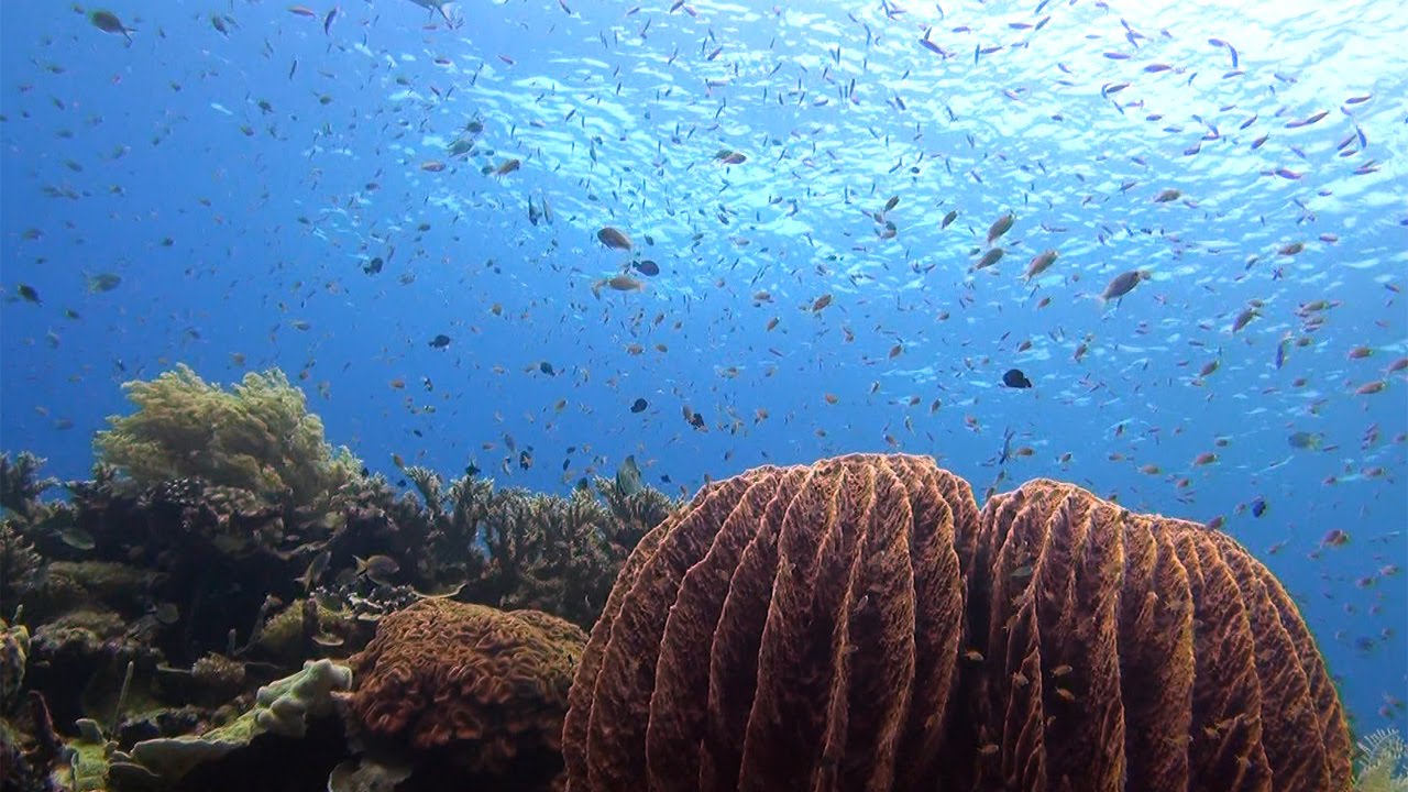 Korallendreieck Indonesien für ihr Wartezimmer-TV