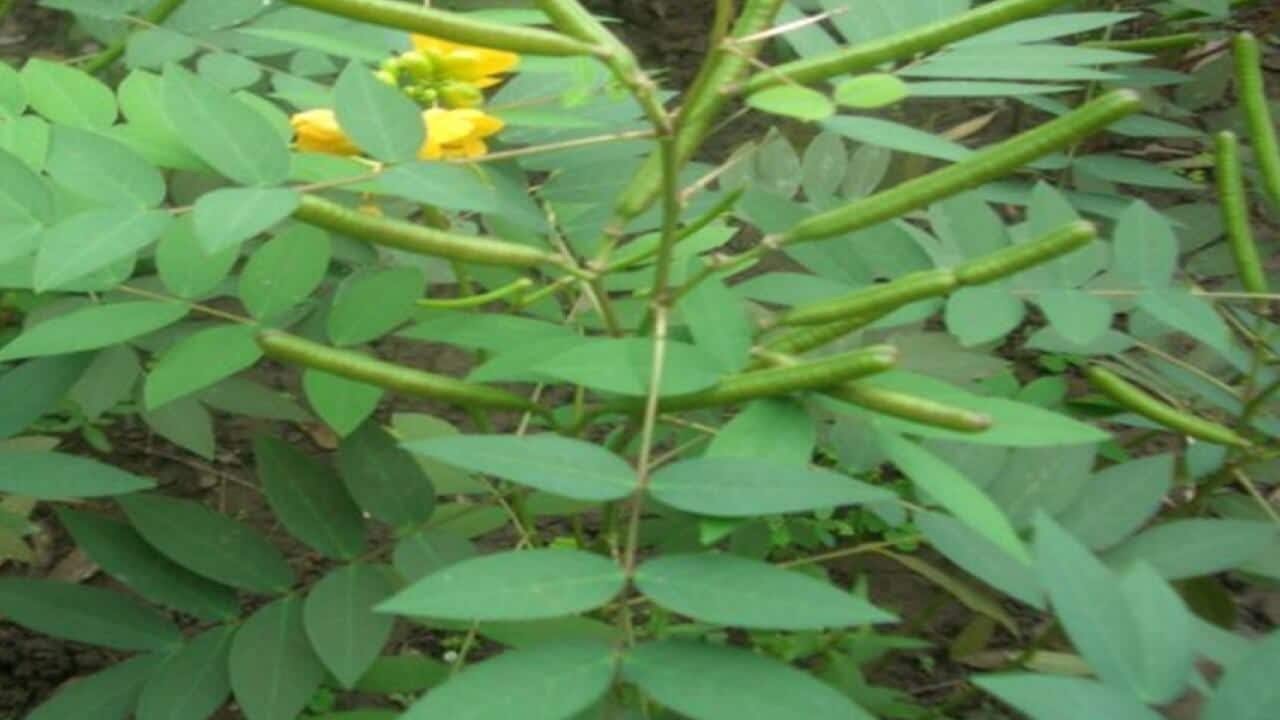 BAYE FALL SALOUM SALOUM les secrets mystiques de MBANT MARÉ (cassia occidentalis)