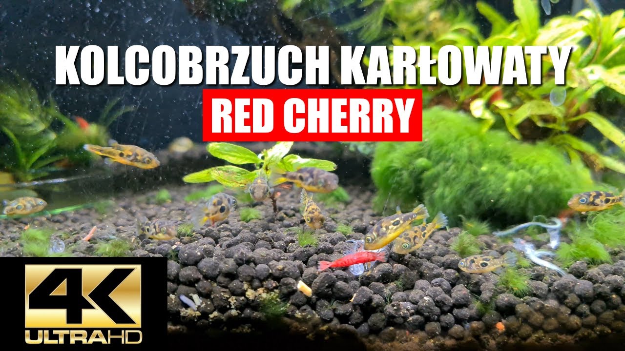 Kolcobrzuch karłowaty i krewetki ,nie polecam chyba że jako pokarm