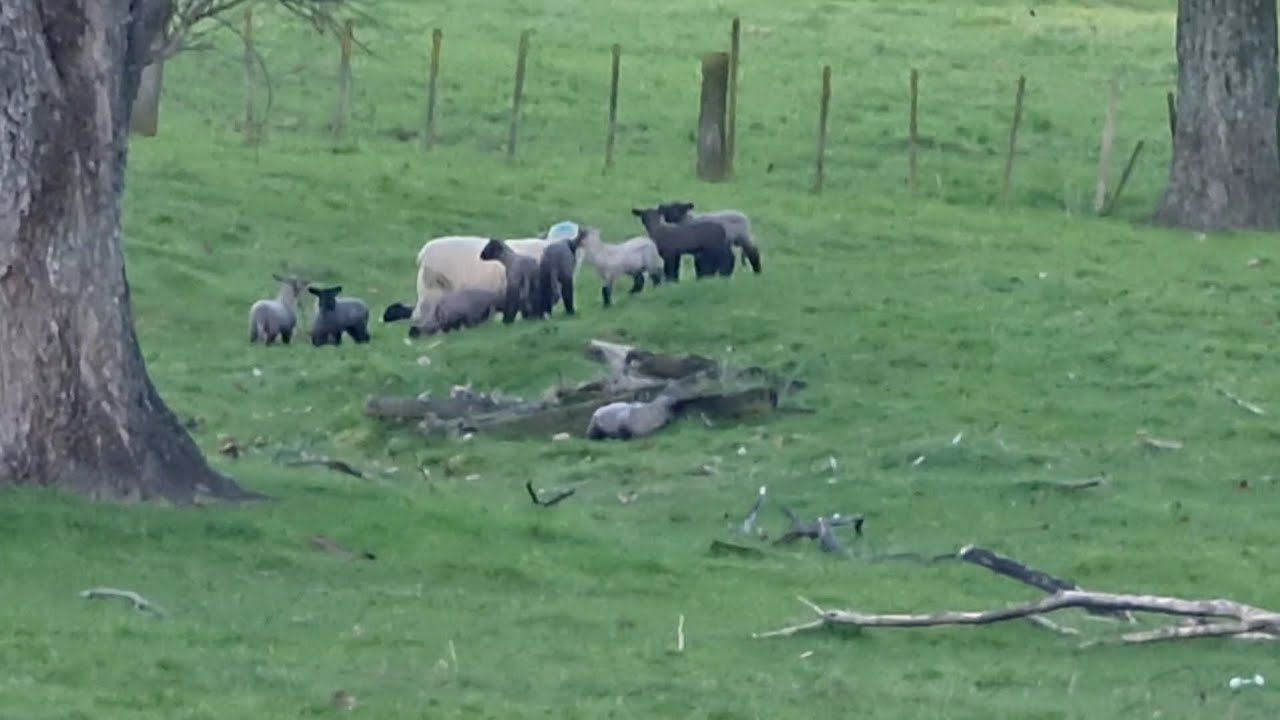 Lambing '25, 1-е продолжение | Подходит ли Сники на роль няни?