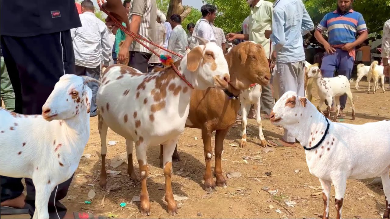 आज का बाज़ार || Taharpur Bakra Mandi Moradabad UP 29 April