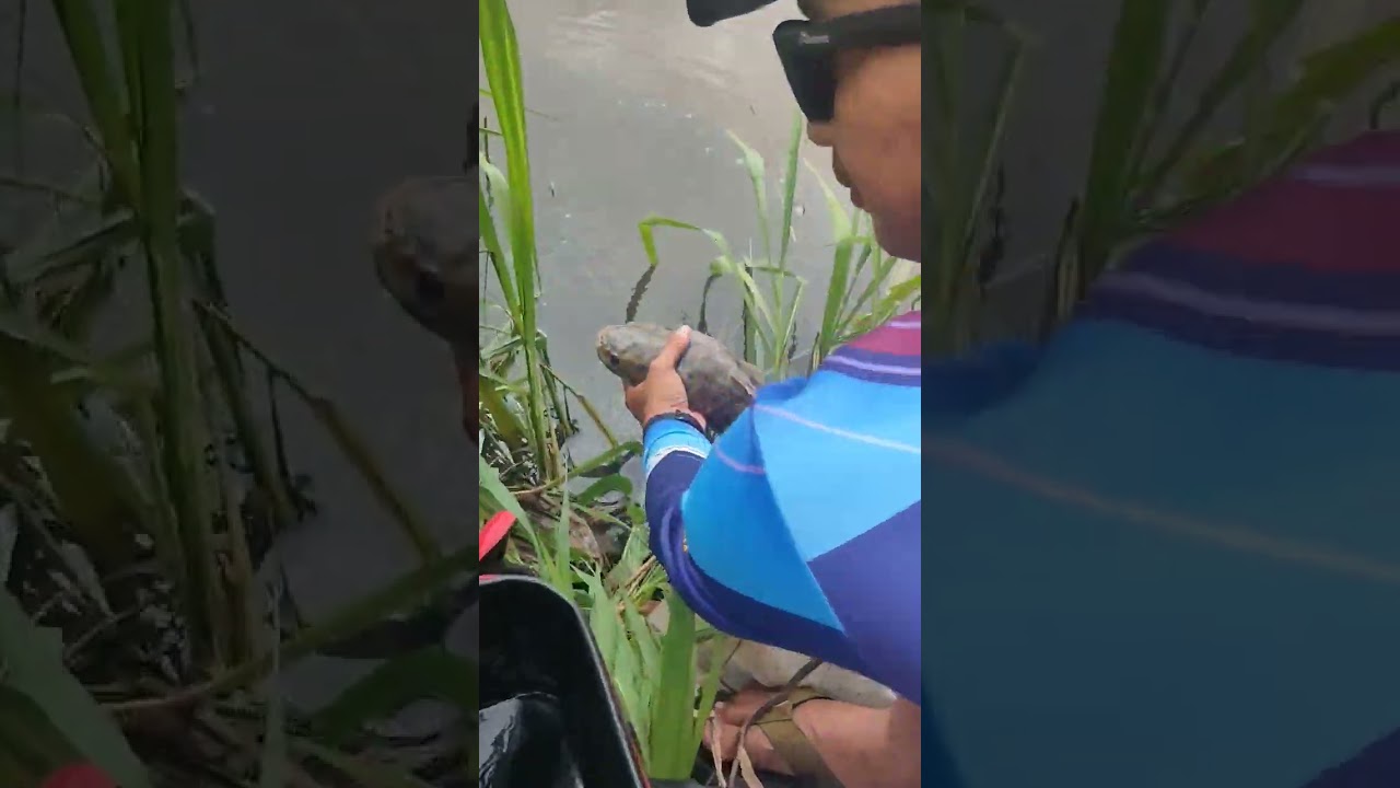 demi kelestarian babon gabus rawa 🥰