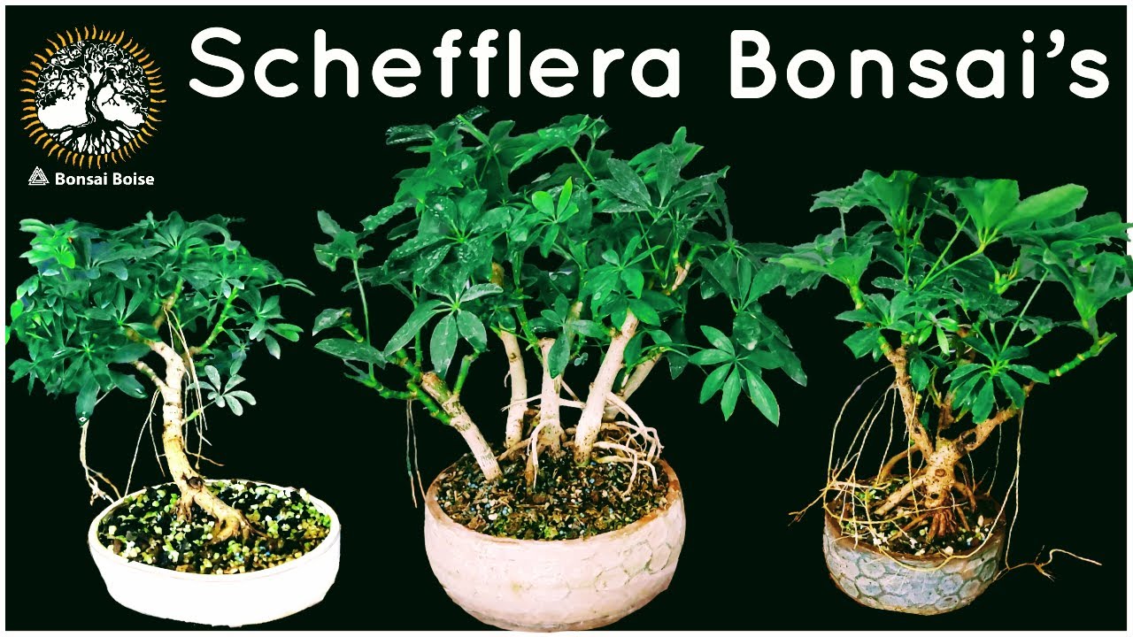 Schefflera Bonsai's - A look at all my dwarf schefflera bonsai's