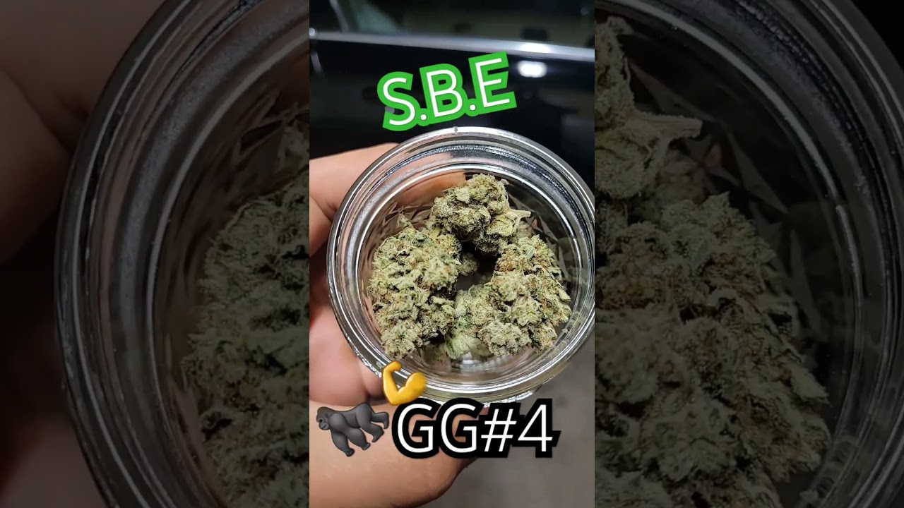 Gorilla GLUE #4 #new #shortvideo #youtubeshorts #indoor #organic