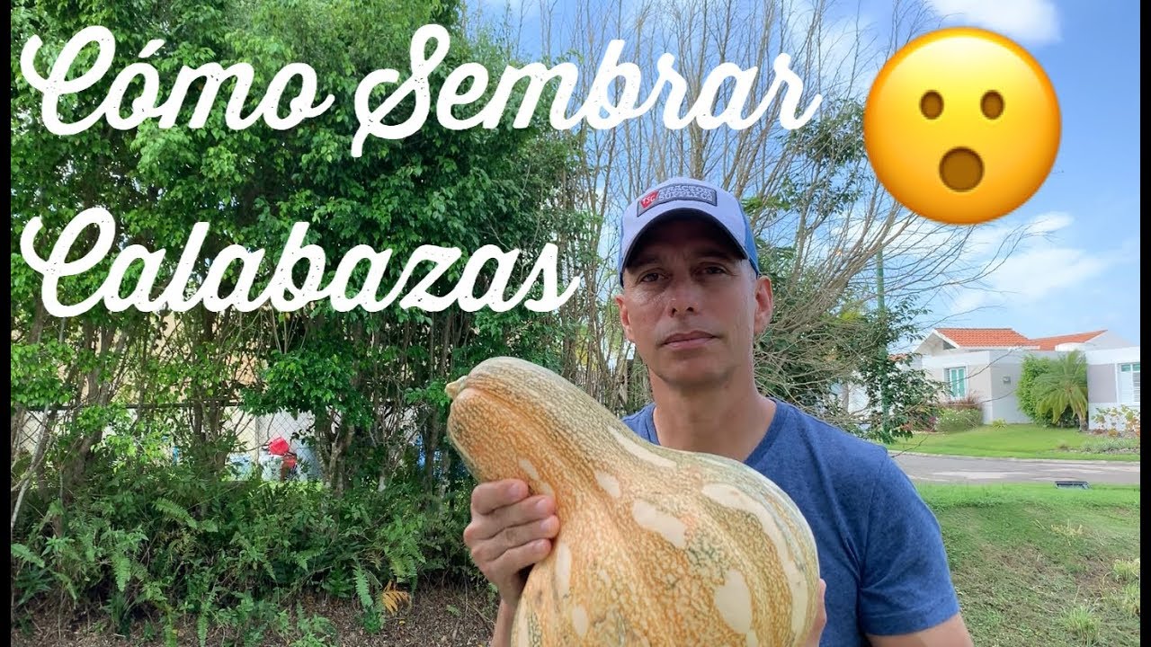 Cómo Sembrar Calabazas