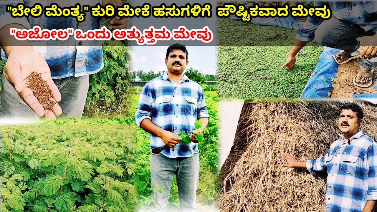 "ಬೇಲಿ ಮೆಂತ್ಯ" ಕುರಿ ಮೇಕೆ ಹಸುಗಳಿಗೆ  ಪೌಷ್ಟಿಕವಾದ ಮೇವು  |"Desmanthus virgatus" | ಅಜೋಲ ಒಂದು ಅತ್ಯುತ್ತಮ ಮೇವು