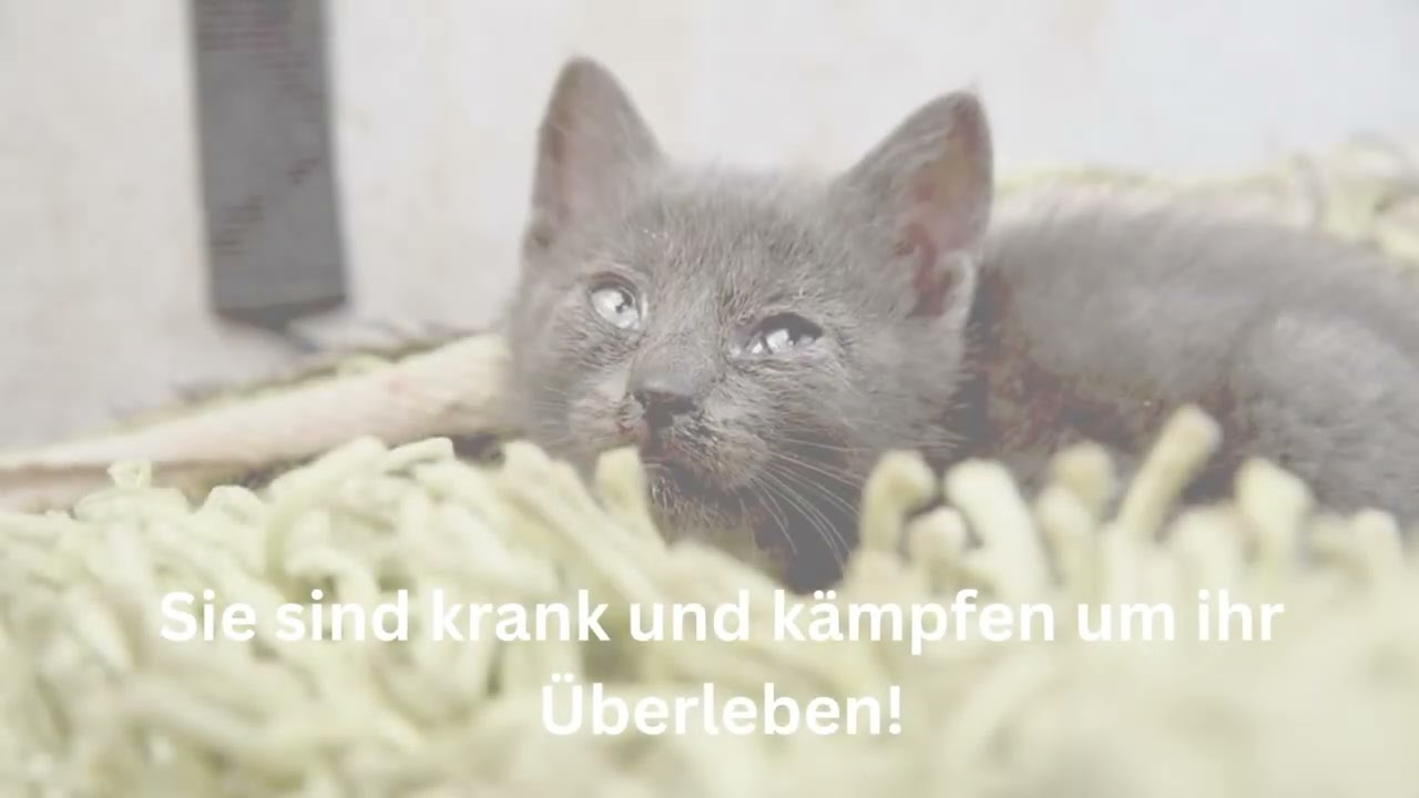 Das Leid der Straßenkatzen in Deutschland | Tierschutzverein und Tierheim Rottweil