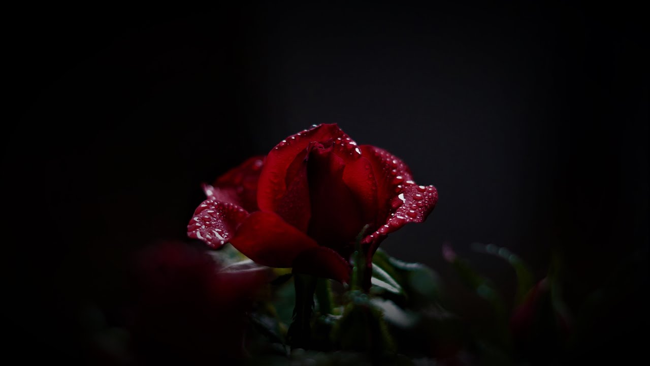 But now I Know - A poem #poetober #poem #poetry