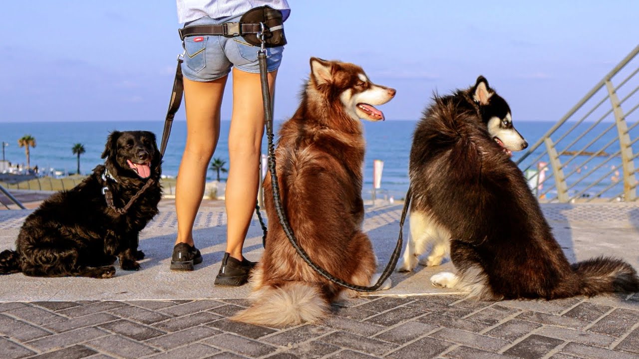 Two Huskies And a Dachshund | Morning Walk At The Beach
