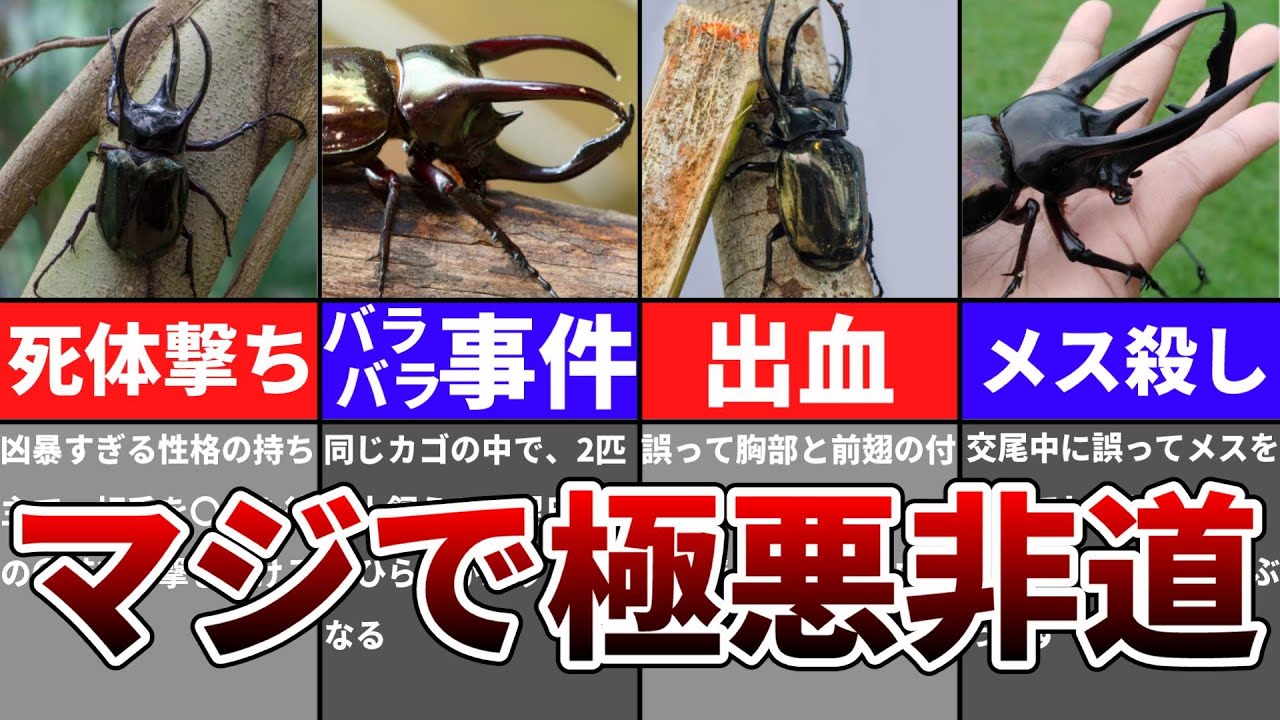 【ゆっくり】最凶の暴君！やばすぎるコーカサスオオカブトの生態とは