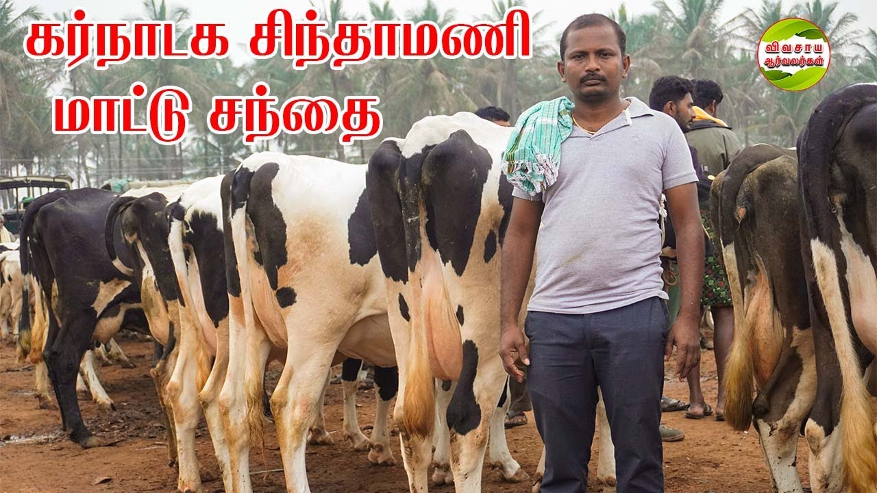அதிகம் பால் கறக்கும் மாடுகள் இங்கு கிடைக்கும்|சிந்தாமணி மாட்டு சந்தை #vivasayaarvalargal #cows #va