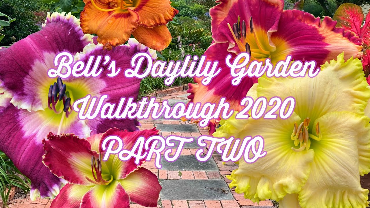 Bell’s Daylily Garden 2020 PART TWO