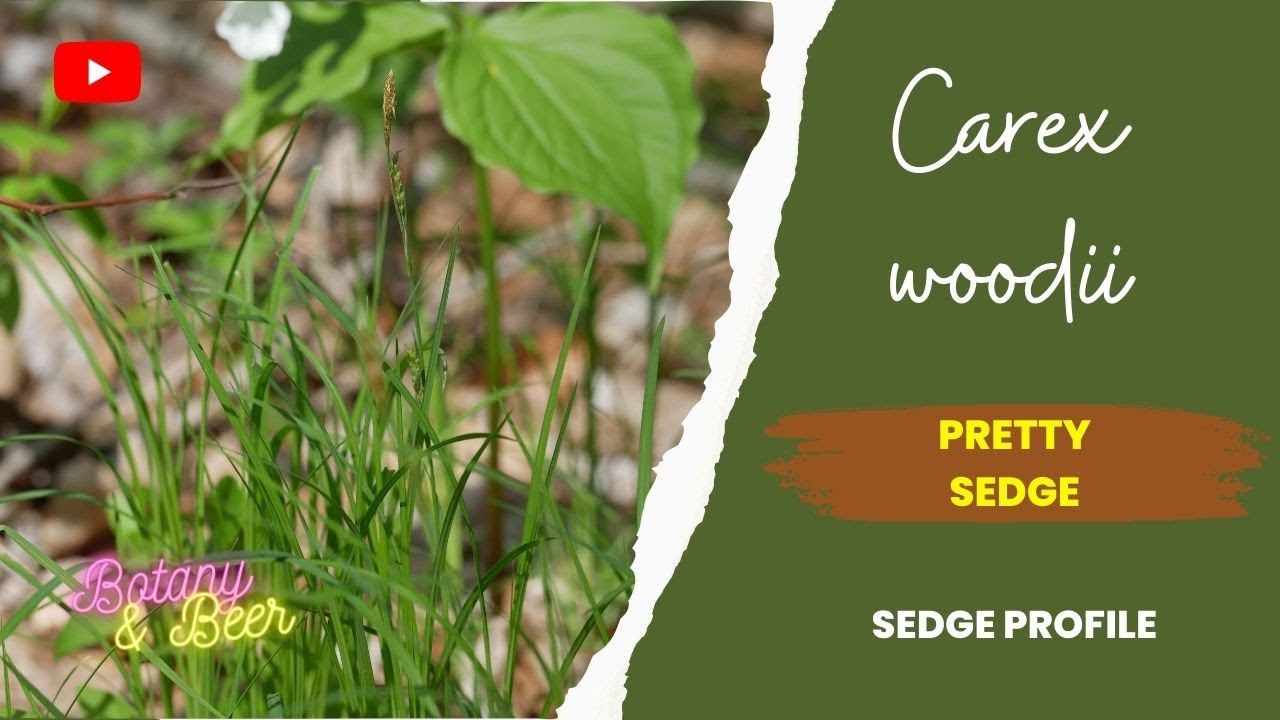 Sedge Profile: Carex woodii (Wood's sedge or Pretty sedge)