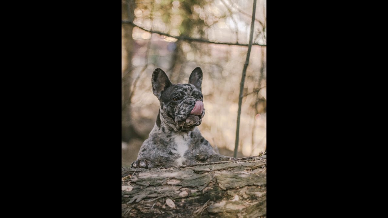 Наша мраморная Люба ! French Bulldog Merle