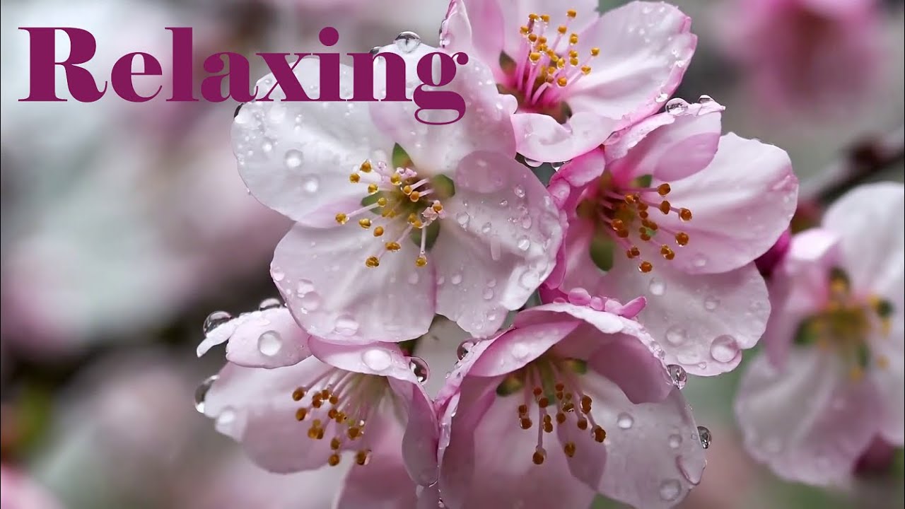 Rain on pink flowers | Relaxing Piano Meditation | Study song