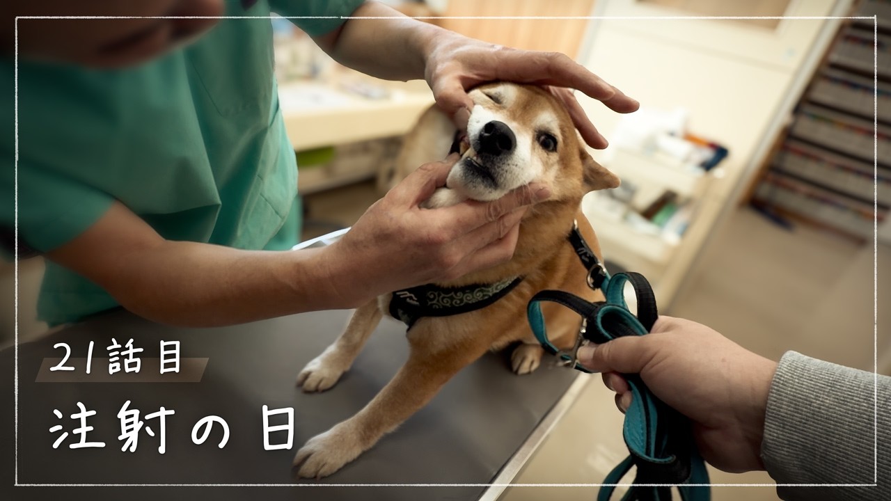 柴犬、注射前の静かな抵抗｜八ヶ岳の動物病院へ【50代移住生活】