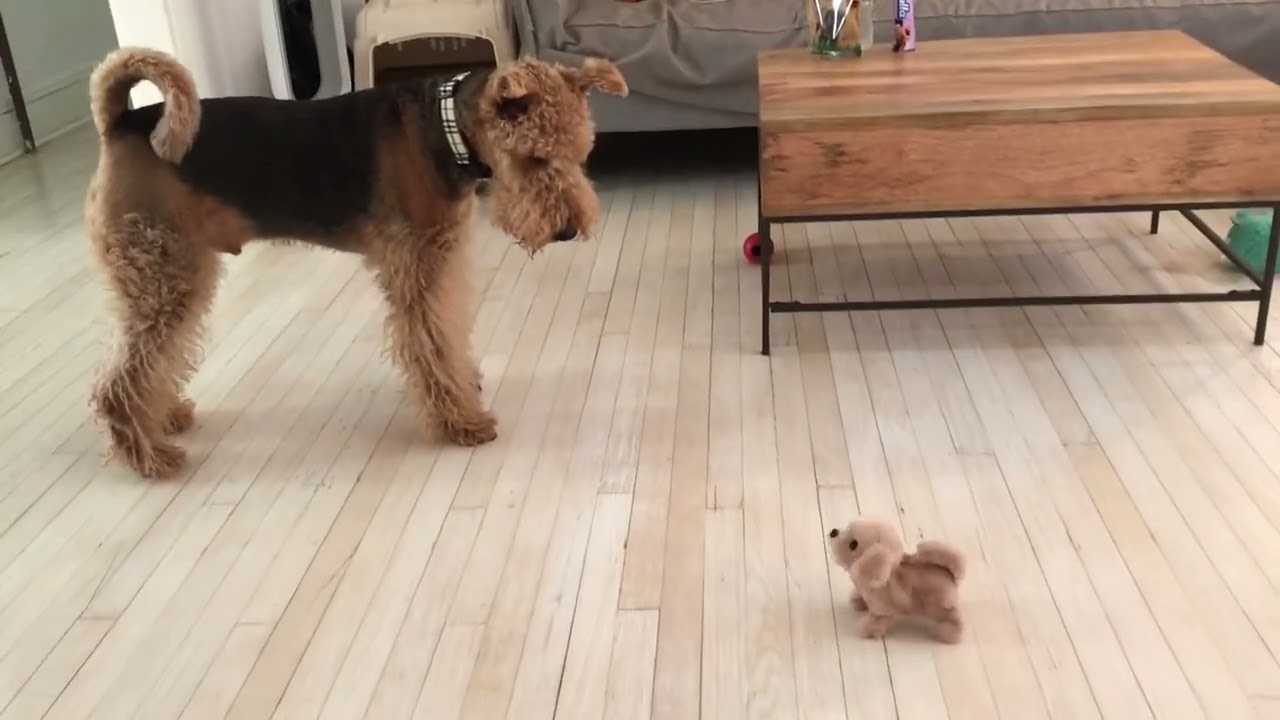Reaction between two dogs and a toy