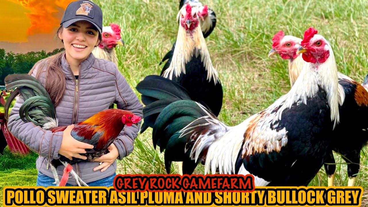 Pollo Sweater Asil Pluma And Shorty Bullock Grey ~ GREY ROCK GAMEFARM