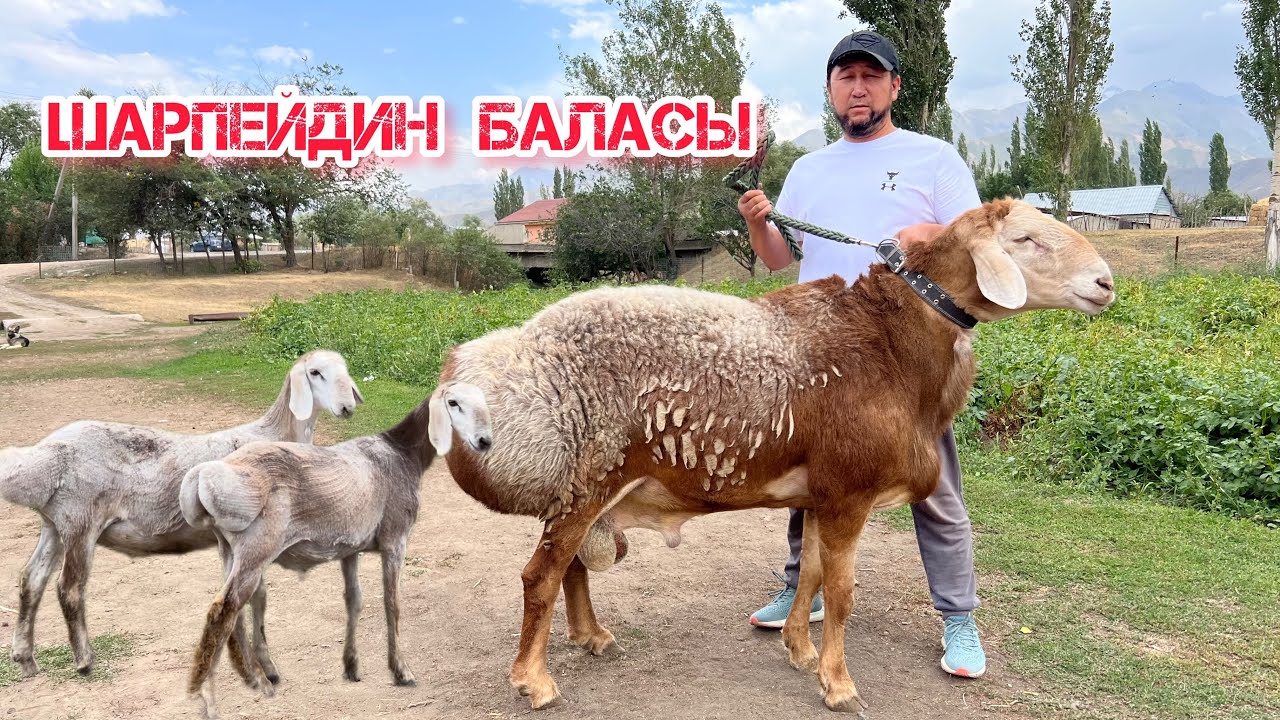 Атактуу Шарпейдин баласы жана өзүнүн красавчик козу кочкорлору
