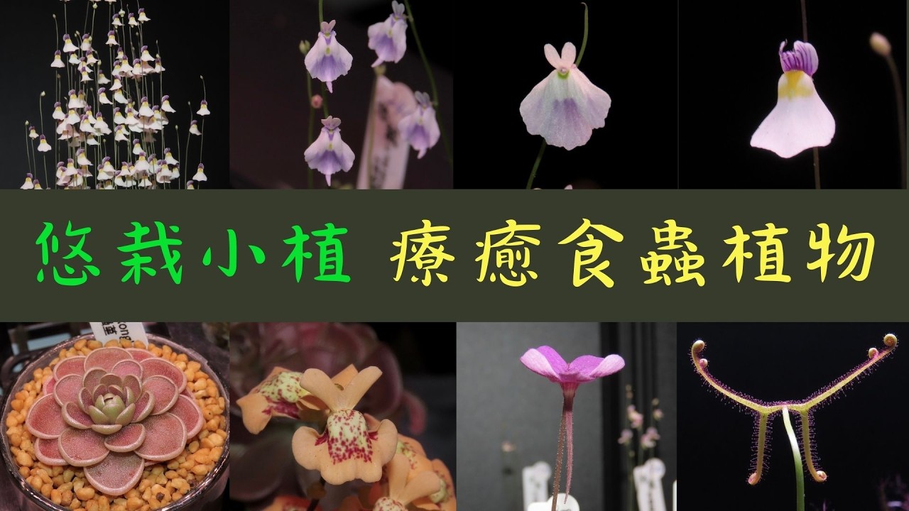 可愛又療癒的狸藻小白兔，有著少女般害羞的表情，也有小清純的天真無邪，和幻影般的夢幻，保證看過一定會愛上她。悠栽小植的狸藻和捕蟲堇等療癒食蟲植物。