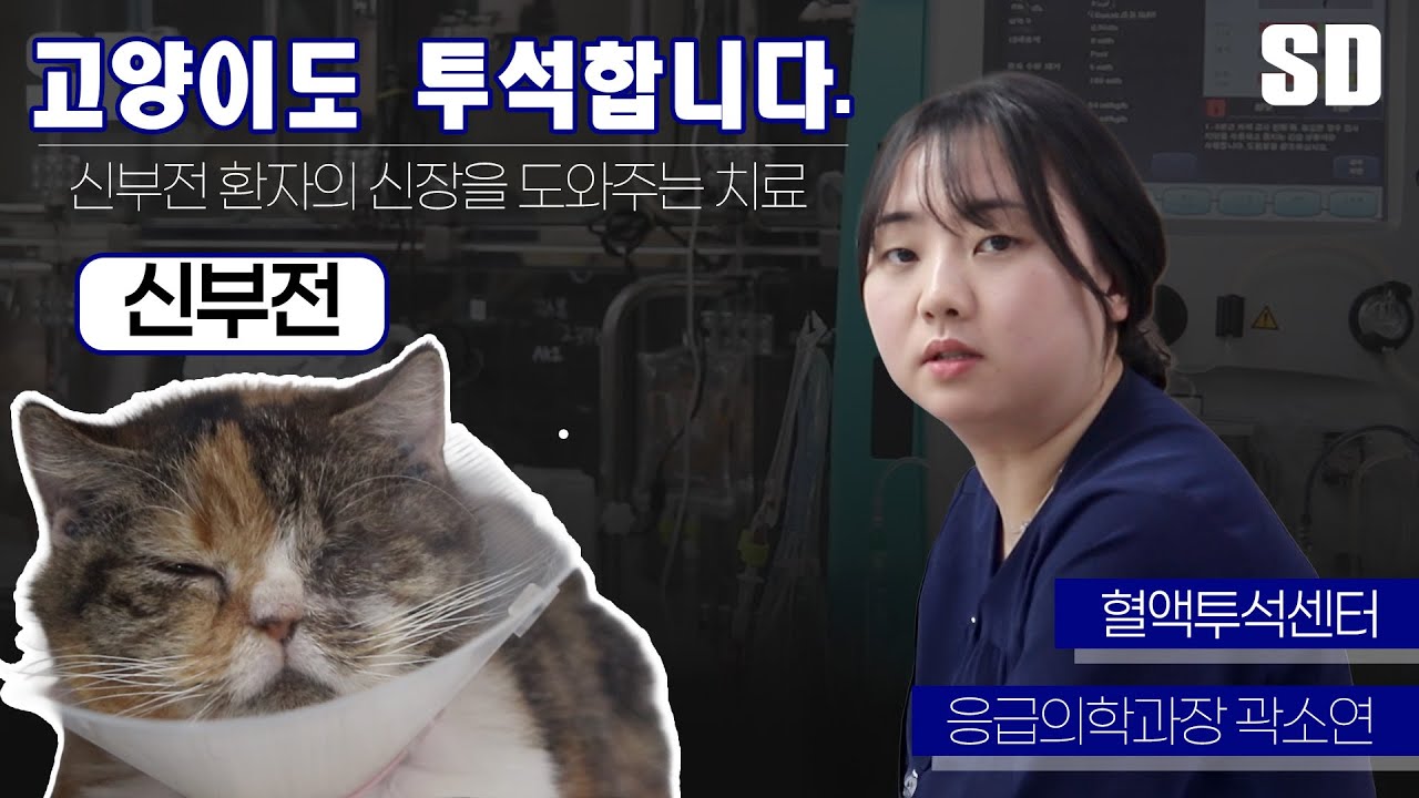 고양이 신부전 환자도 투석 치료가 가능합니다. [SD동물의료센터] #고양이신부전 #신부전 #투석 #고양이투석