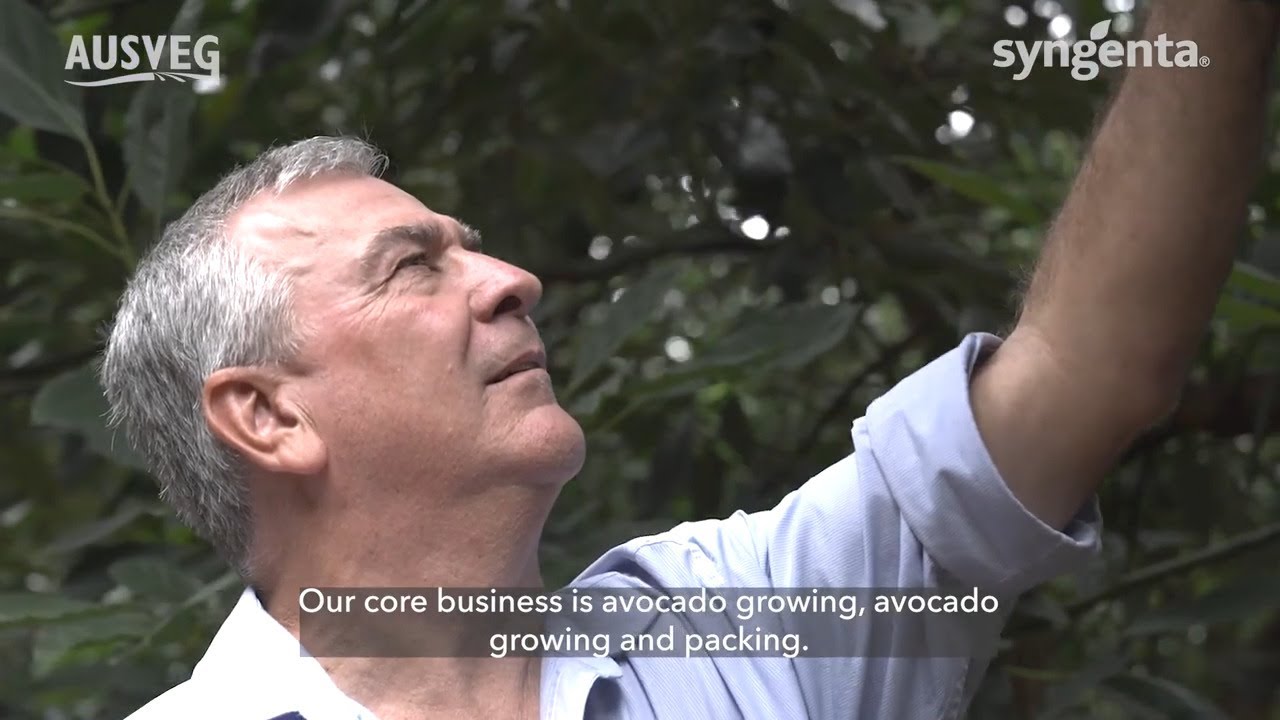 Australian avocado industry innovators are in it for good