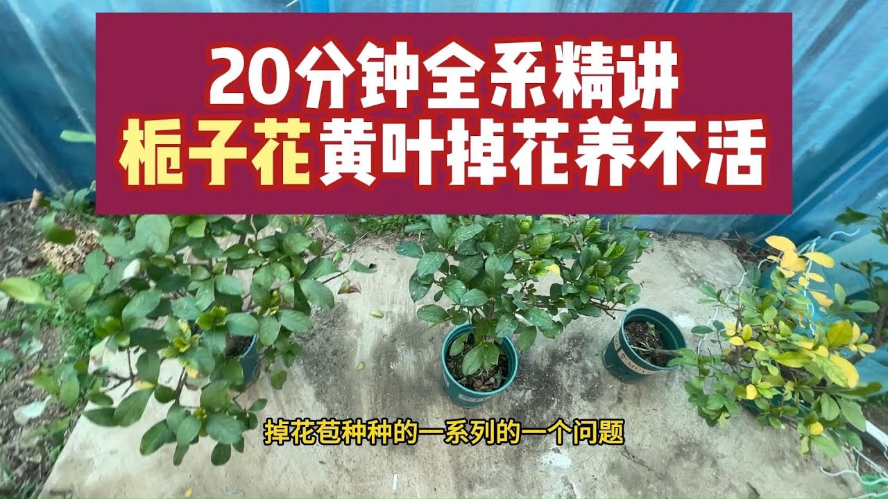 梔子花養護20分鐘完整教程，黃葉掉花全解決！【禪藝綠植工作室】