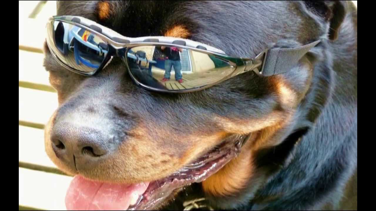 Rottweiler Ab&eacute;lix  
