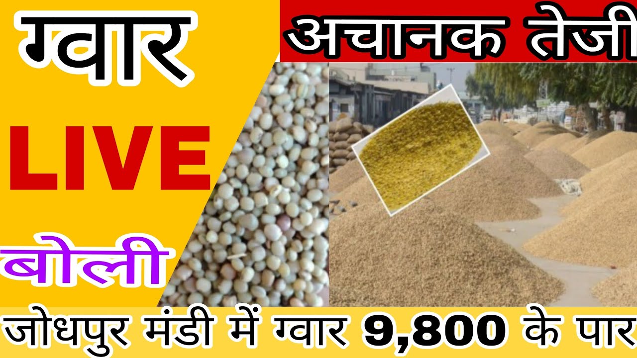 Guar Price Today 🚨 जोधपुर में ग्वार 10000 | क्या रिकॉर्ड टूटने वाला है?