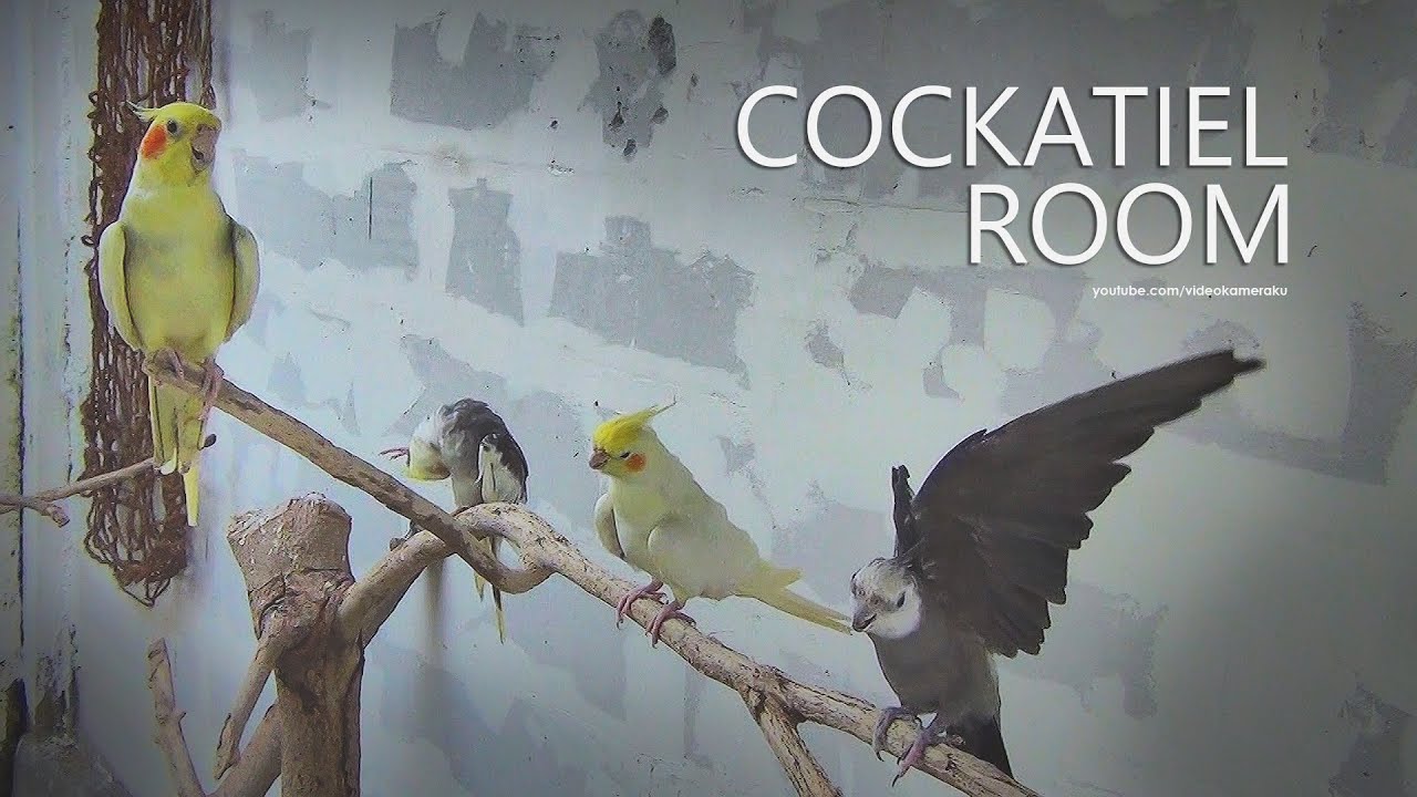 Cockatiel Room: October 2025 - Part 2
