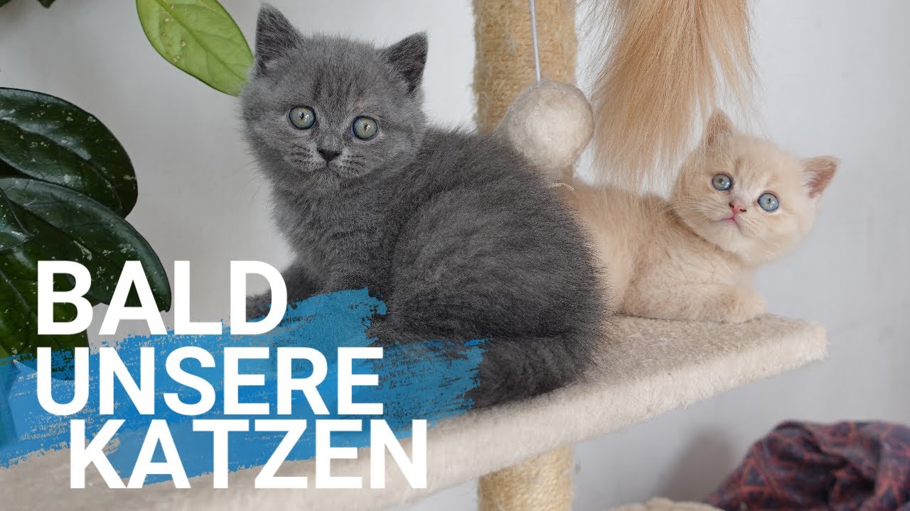 Wir Besuchen unsere Zukünftige Katzen - BKH KITTEN