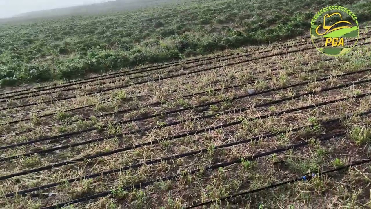 Riego por goteo en el cultivo de alfalfa.