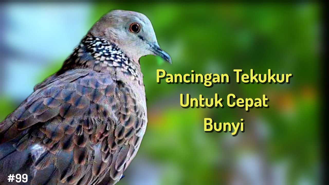 Tekukur Untuk Cepat Bunyi Putar Setiap Hari Agar Tekukur Lekas Bunyi