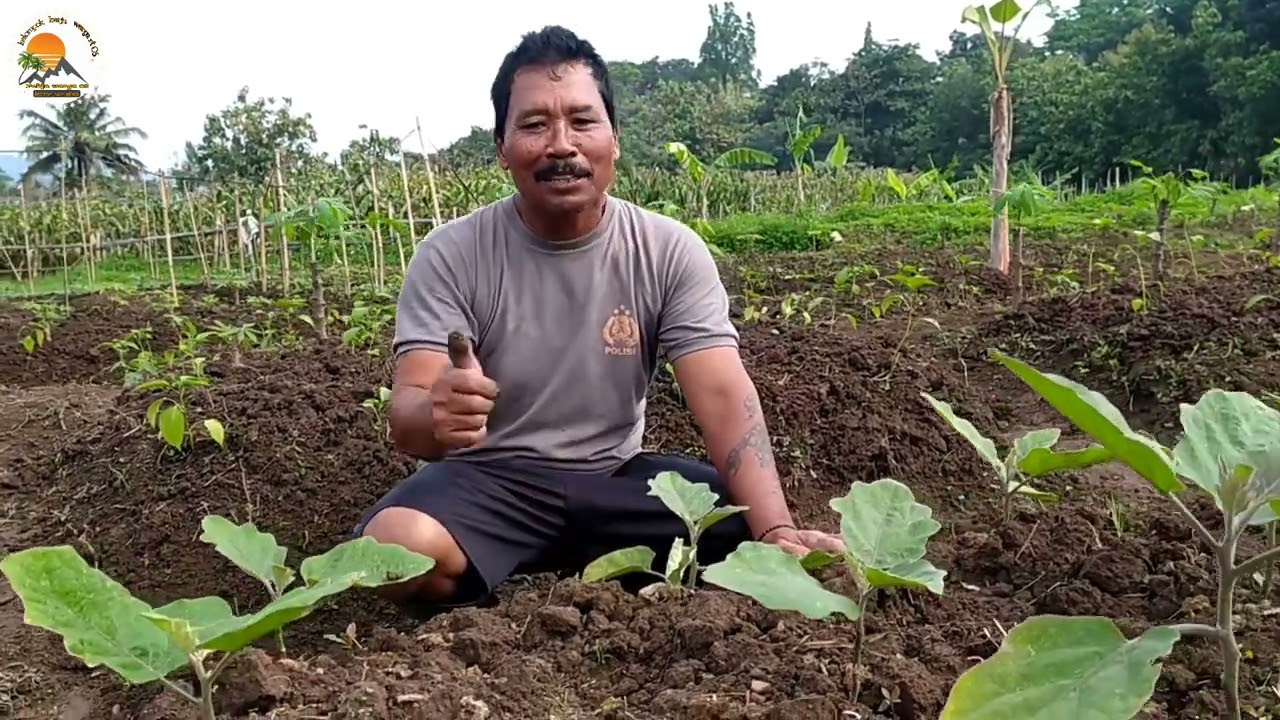 mengolah tanah 200m untuk pertanian sayur dengan hasil yang memuaskan