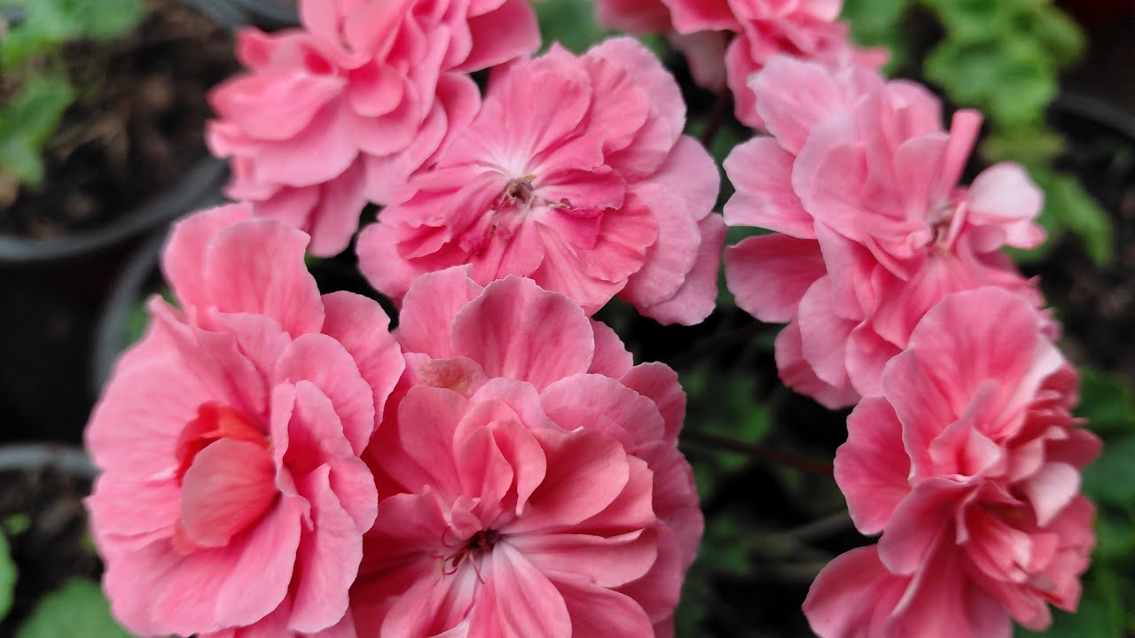 Geranium cutting suru vayo🌸🌼🌸🏵
