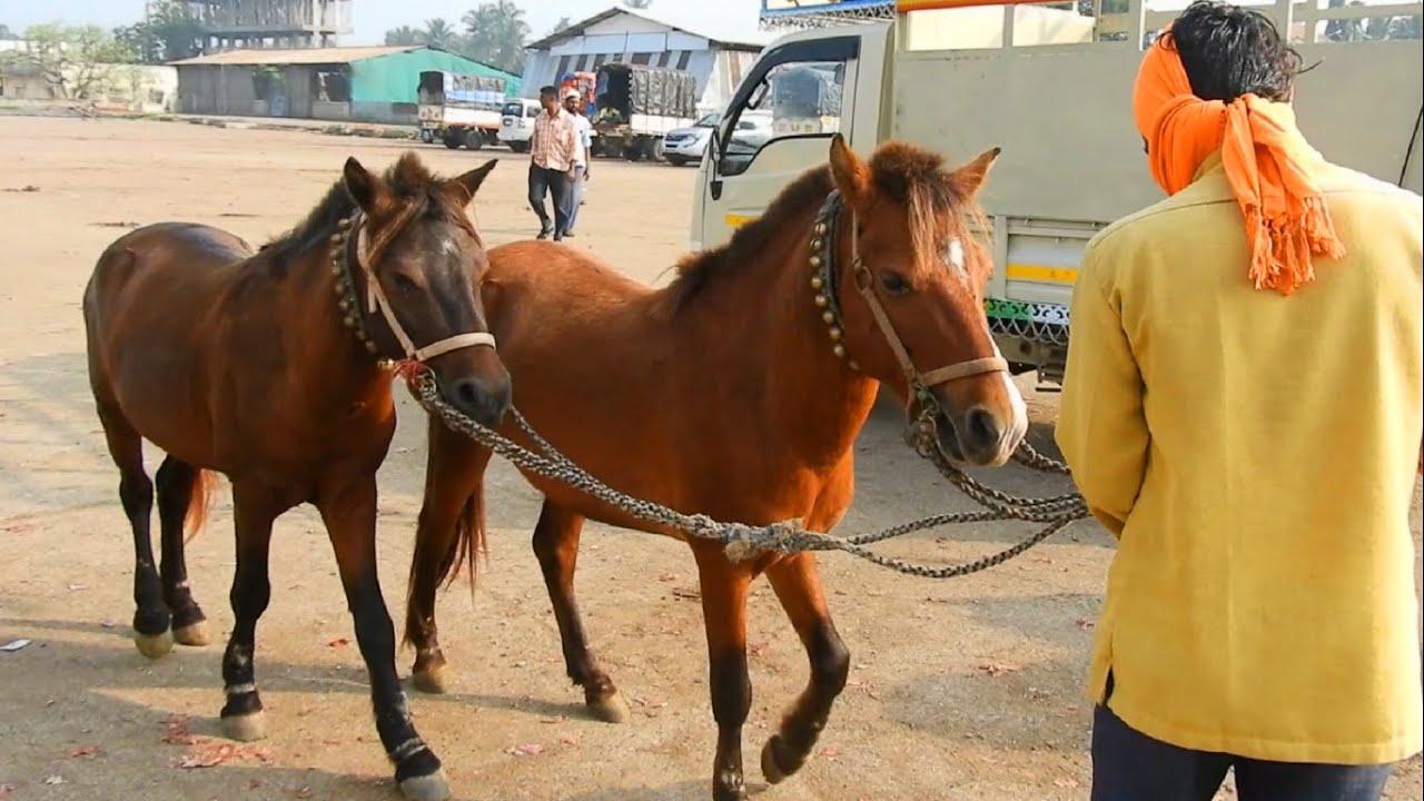 GAVRAN HORSE DEAL YEOLA October 2020