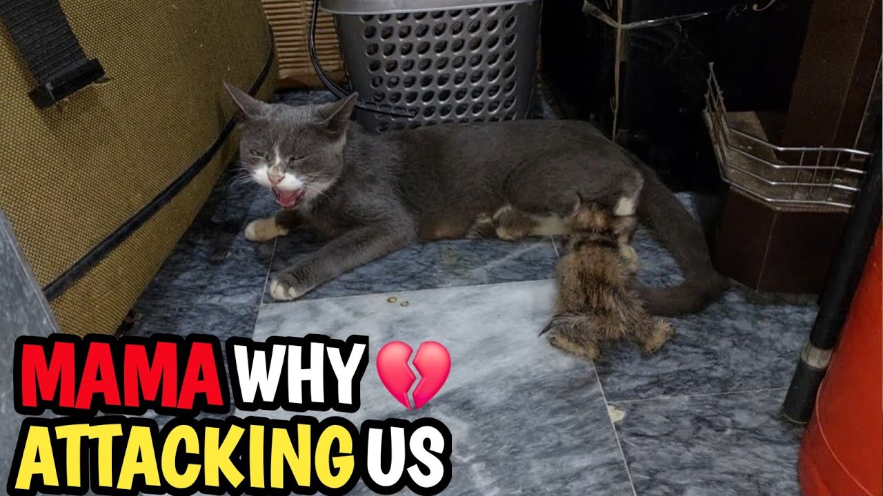 Mother Cat Abruptly Attacks Her Own Kitten for Trying to Drink Milk