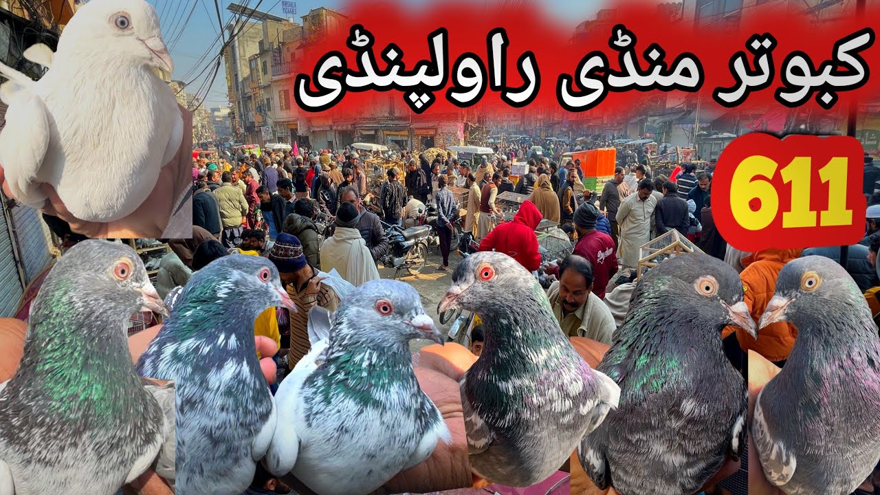 611 | Kabootar Mandi Rawalpindib | Latest Update High Flying Pigeons Market Price | Today 3/1/2026