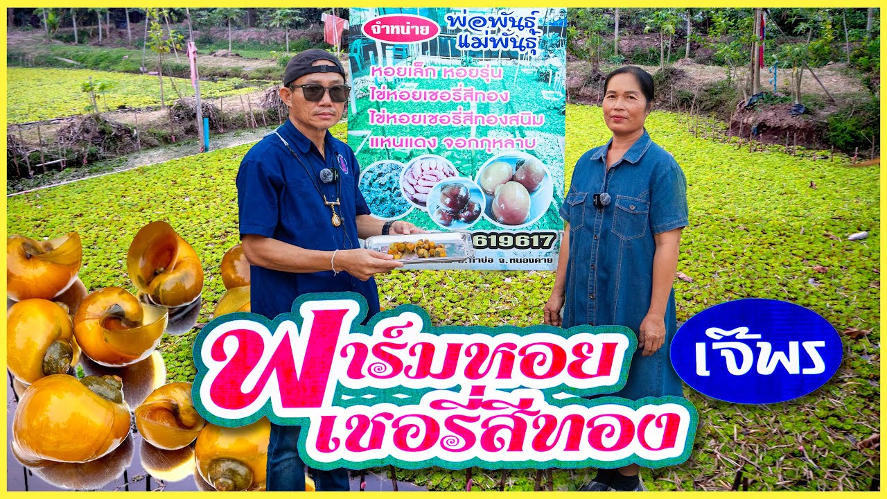 หอยเชอรี่สีทอง เลี้ยงไม่ยากลงมือทำได้เลย ฟาร์มหอยเชอรี่สีทองเจ๊พร หนองคาย