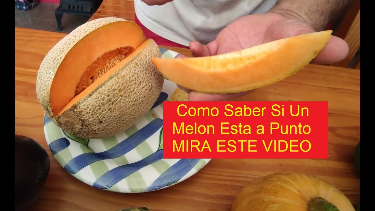 HUERTA EN LA CIUDAD, COSECHA Y RECORRIDA