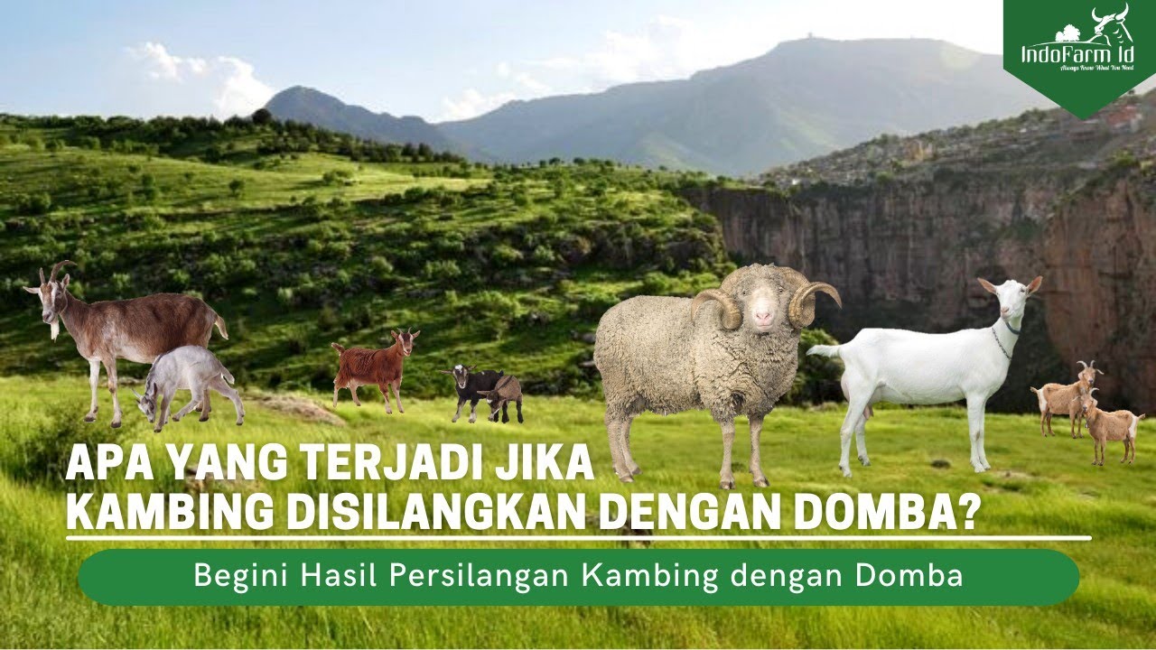 KAMBING VS DOMBA!! Ini yang Terjadi Ketika Kambing Disilangkan dengan Domba | Geep
