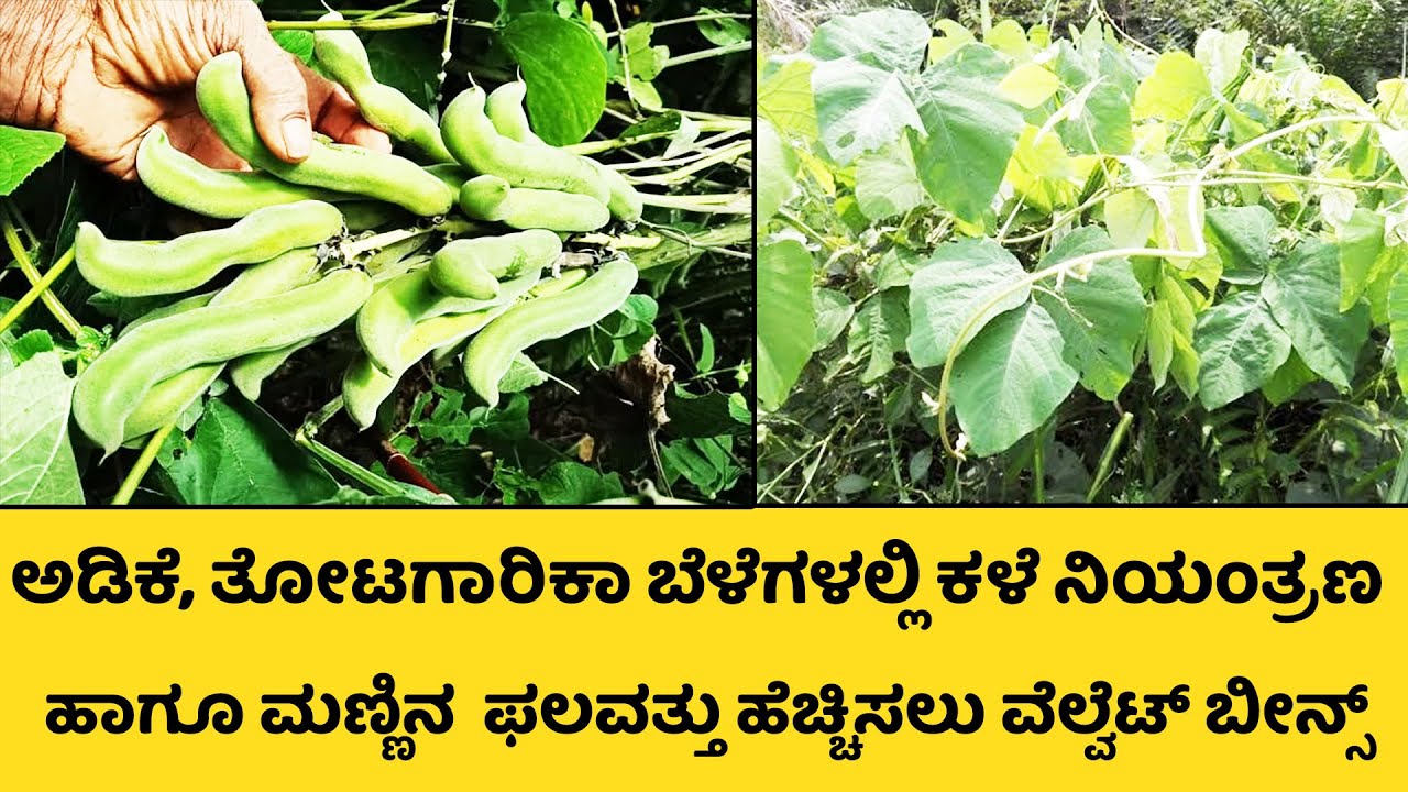 ಬೀಜದಿಂದ ಹಣ ಹಾಗು ಅಡಿಕೆ ಹಾಗು ತೋಟಗಾರಿಕೆ ಬೆಳೆಗಳಲ್ಲಿ ಕಳೆ ನಿಯಂತ್ರಣಕ್ಕೆ ವೆಲ್ವೆಟ್ ಬೀನ್ಸ್ |  Velvet Beans |