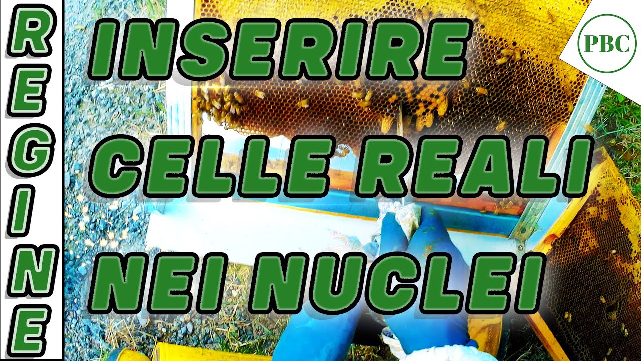 Allevamento regine spostamento taglio inserimento celle reali nei nuclei di fecondazione MGN 150723