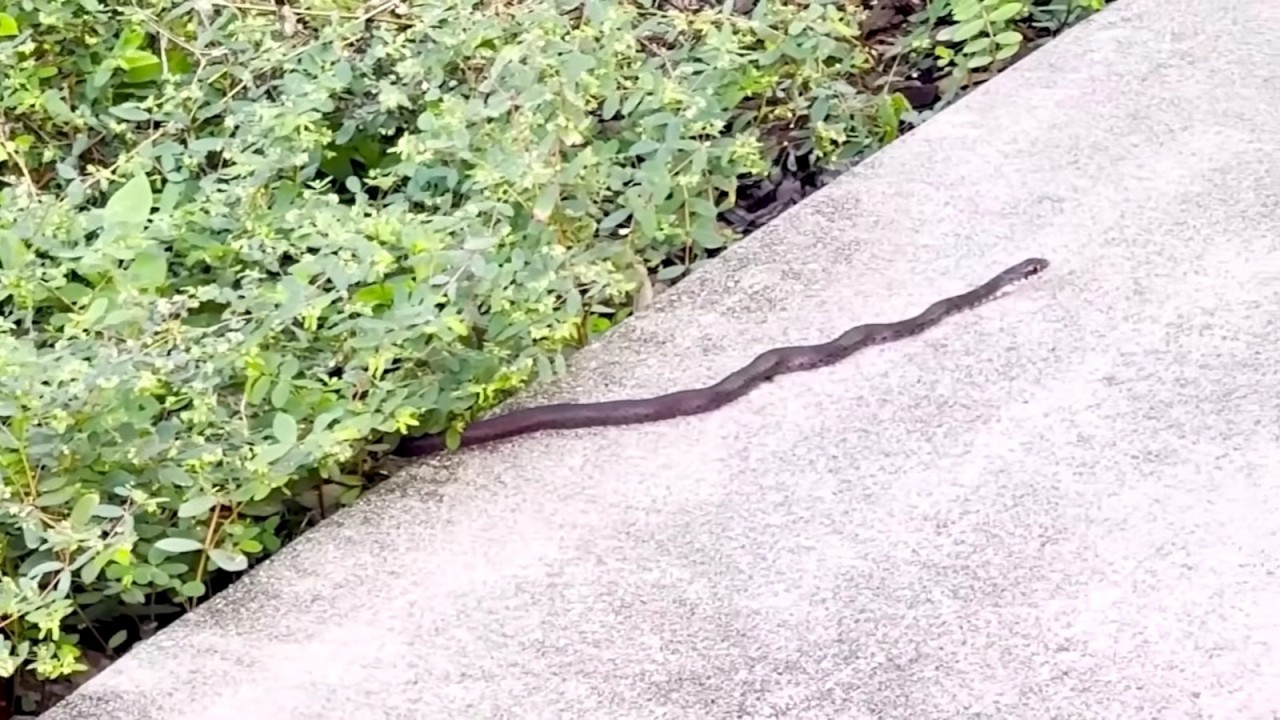 A COBRA ENTROU na NOSSA CASA! TEMOS QUE IR EMBORA AGORA! Pai Também Vloga