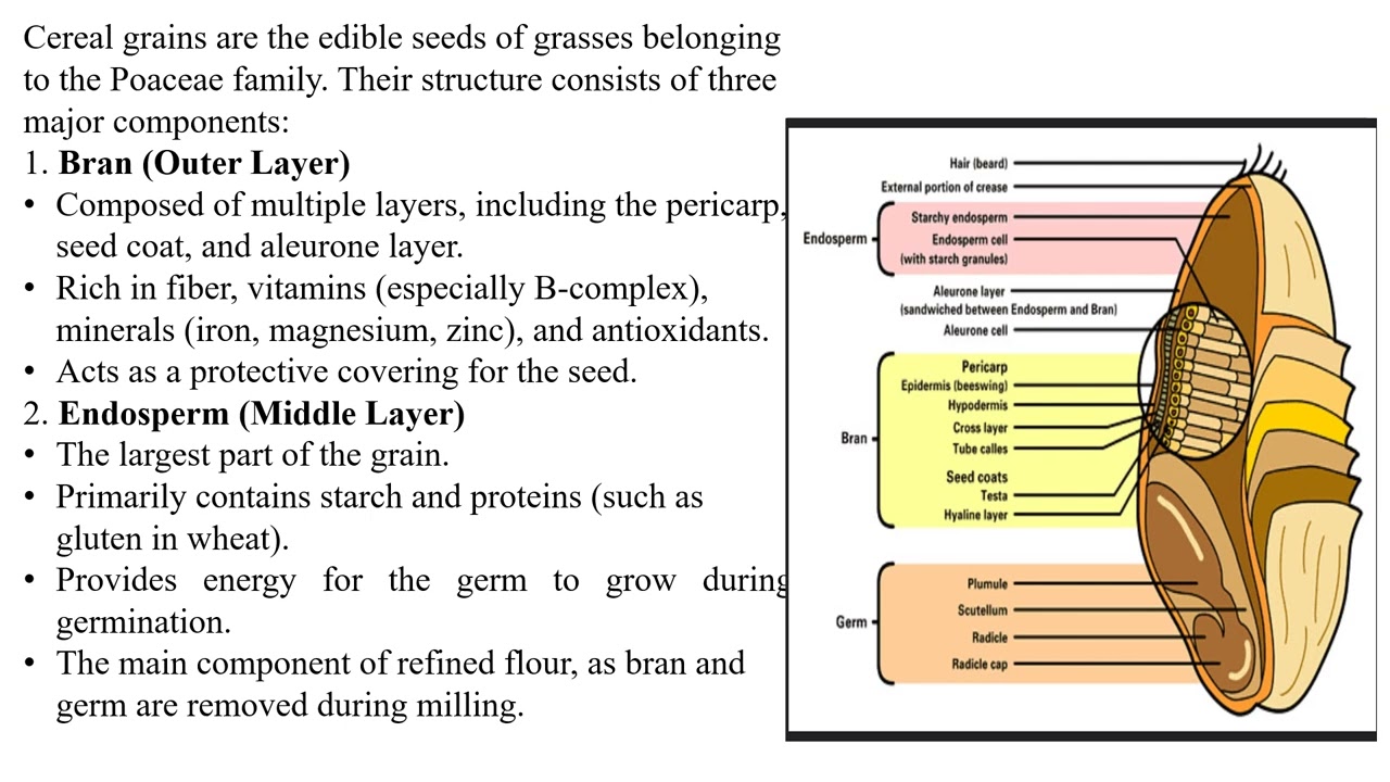 cereals structure