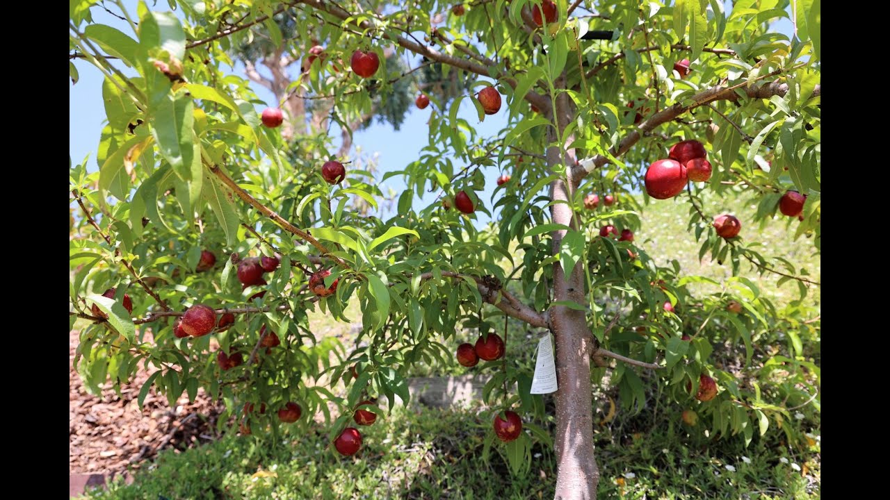 Desert Delight Nectarine  - Tree and Fruit Taste Review (San Diego, May 2021)