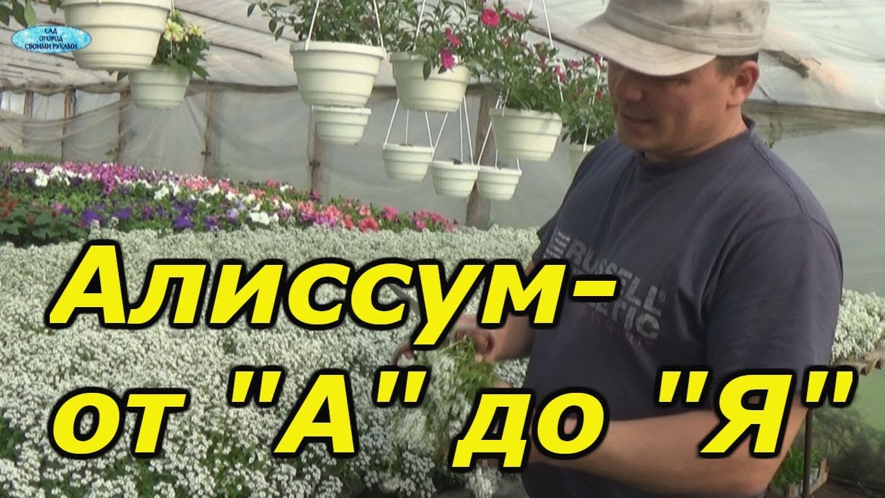 АЛИССУМ- ОТ ПОСЕВА ДО ЦВЕТЕНИЯ В ОДНОМ ВИДЕО!